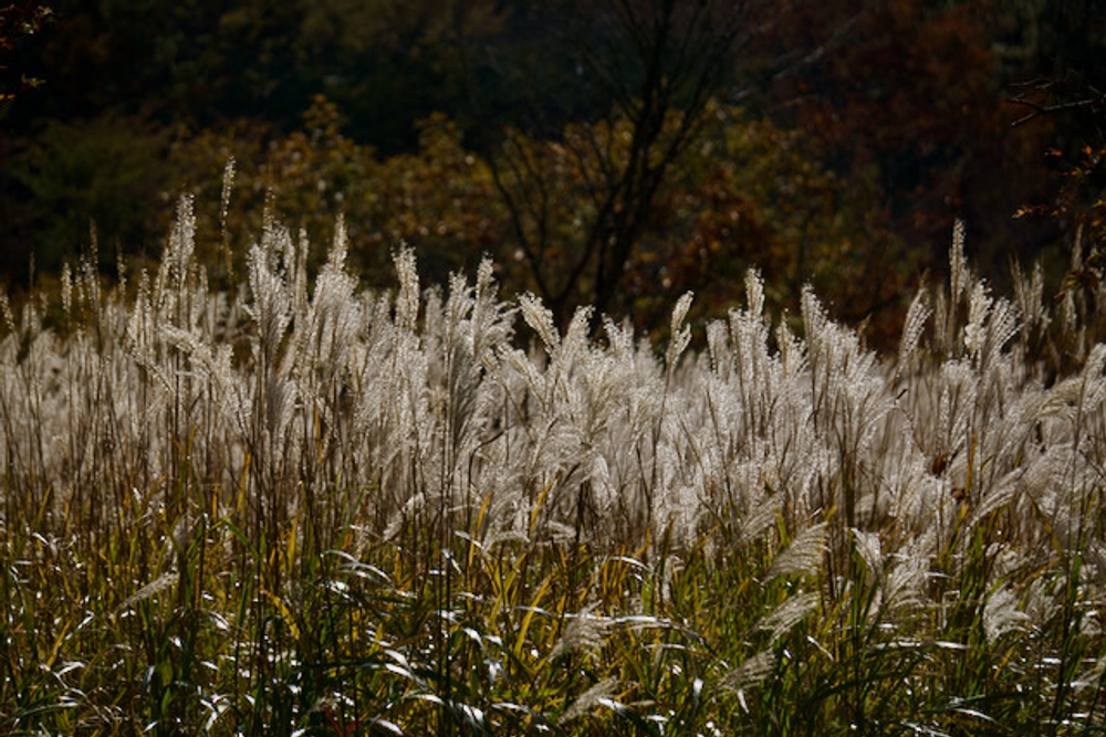 img of ツーリング記録2018年10月_河口湖周辺